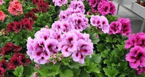 钾肥|养花不开花?浇水加点料,用量精准,满枝开花,错一点后患大