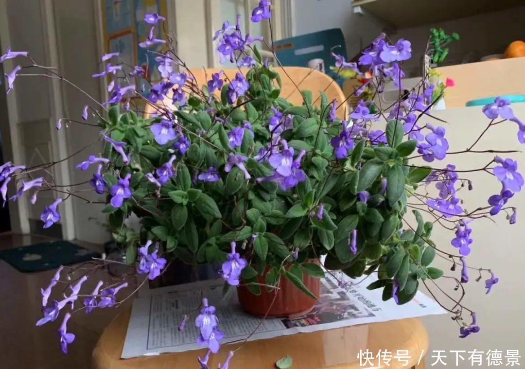花友|夏天室内光不好，就养2种耐荫花，皮实好养开花多