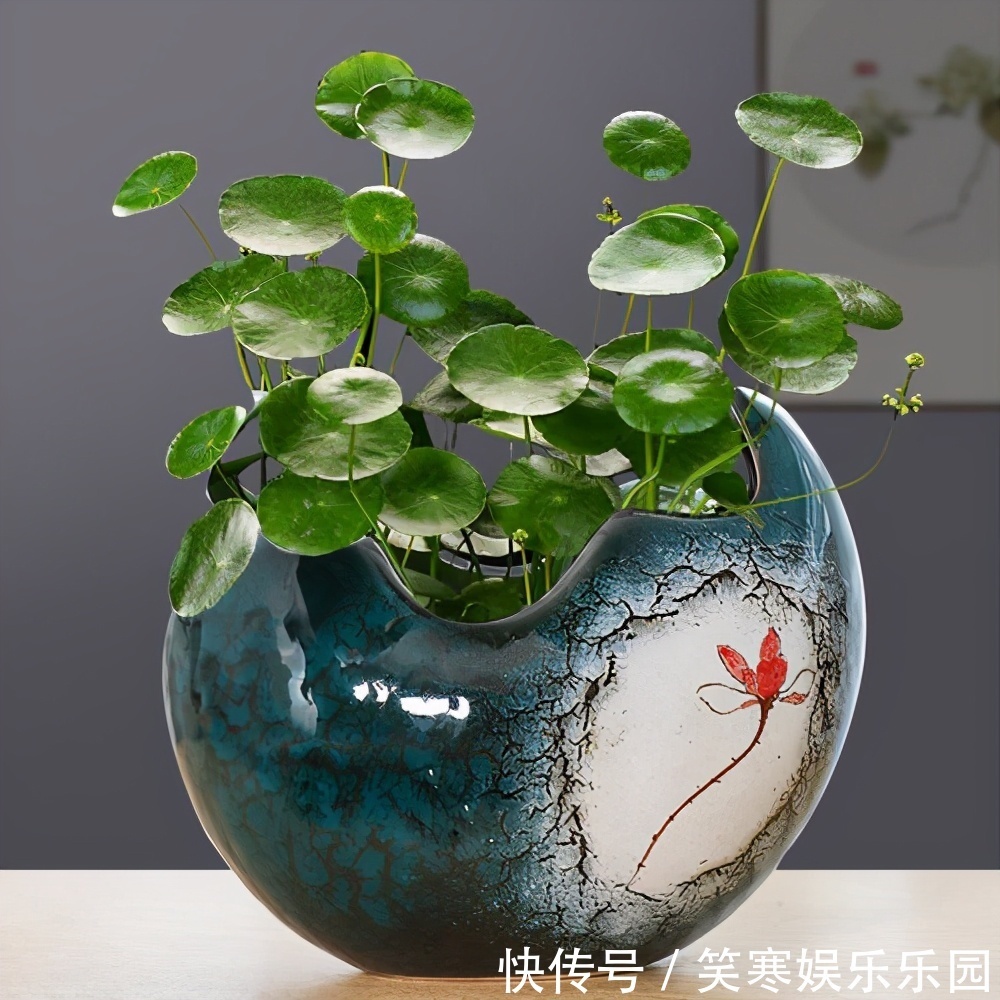 发财树|7种寓意“旺财”的花,适合养在家里,看着就有好兆头