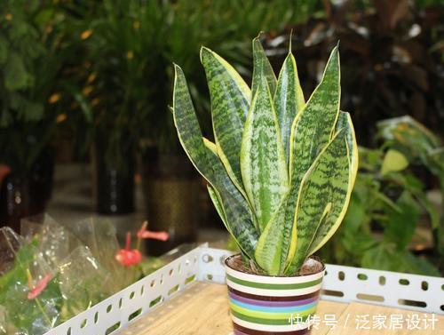 浇水|2种耐旱花,浇水懒一些,一月浇一次,四季油绿开花美!