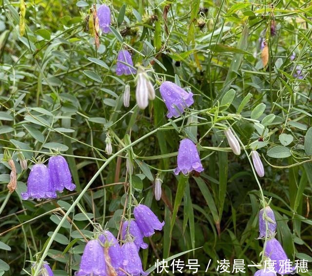 宝山寺|走遍中国寺院之第1436家，承德宝山寺