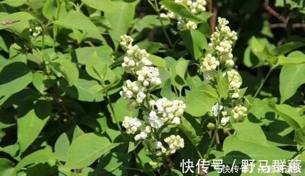 红茶多酚|农村大爷每天摘1种叶子泡水喝，“冲走”肝毒，看起来年轻10岁