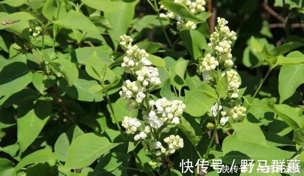 红茶多酚|农村大爷每天摘1种叶子泡水喝,“冲走”肝毒,看起来年轻10岁
