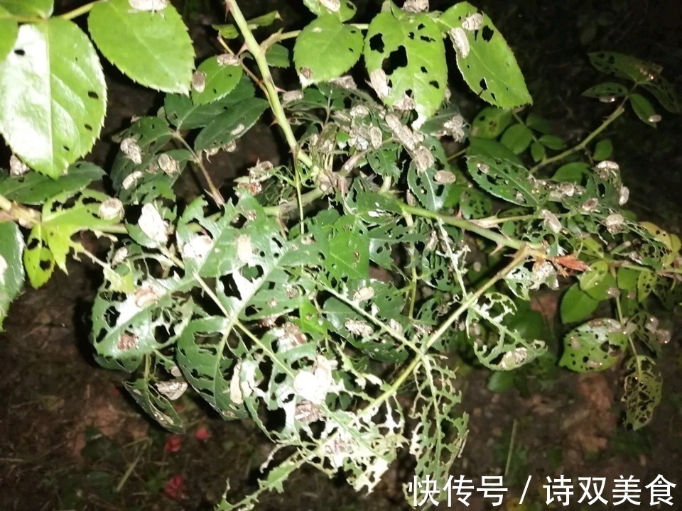 浇水|养花就怕“生虫子”，平时浇水加点“它”，杀菌灭虫，放心养花