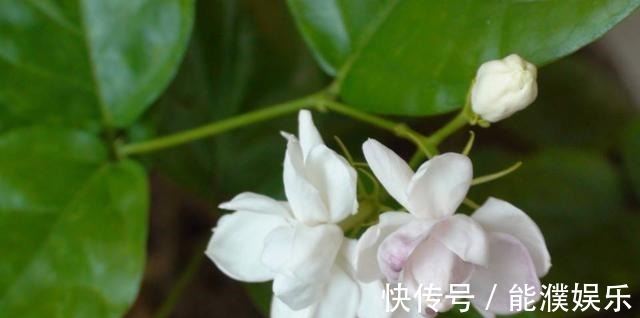 栀子花、茉莉花用塑料瓶扦插,装点水就生根,新手也能用!