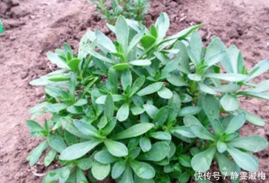 心菜|乡下常见的野菜,被称作“金不换”,城里人想吃都买不到!