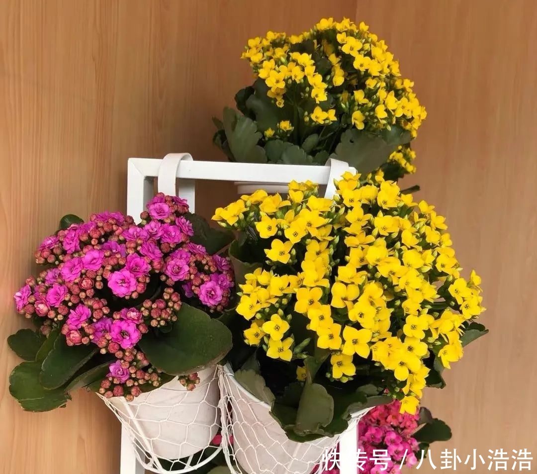 花期|45种长寿花,个个都是高颜值,家里养几盆,美得移不开眼