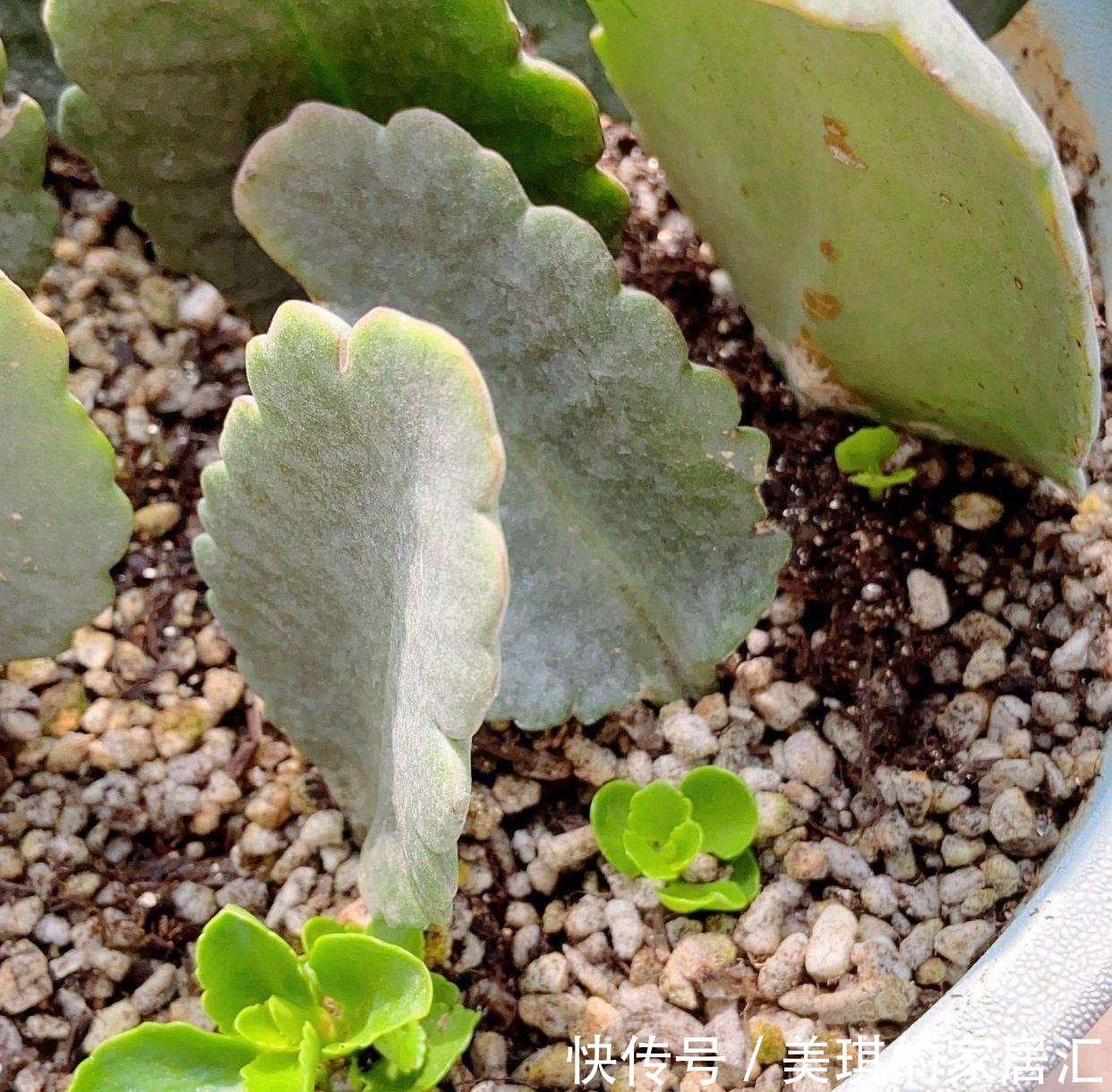 长寿花|只要一片叶子就能插活的花,有3种,繁殖了一盆又一盆