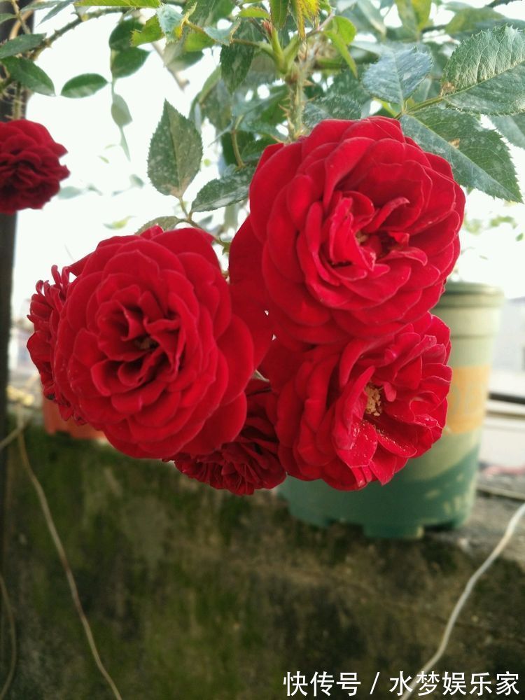 花姿|喜欢牡丹，不如养高端花卉”火柴“拔克西木，形似火柴，花姿俊美