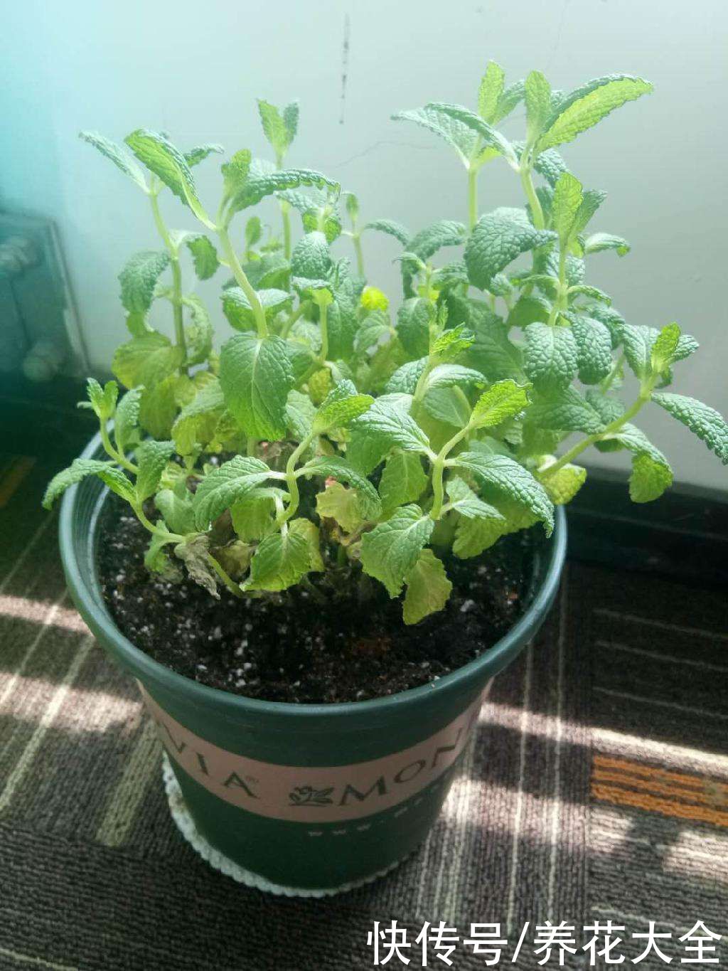 春天给花换盆,掌握换盆技巧,换完呼呼长