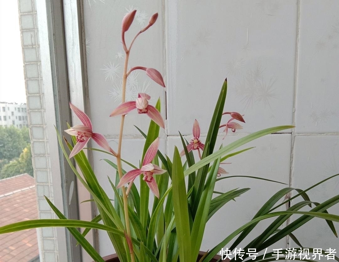 通哥|兰花夏季要断水,学会这样浇水,根系健壮,叶子绿油