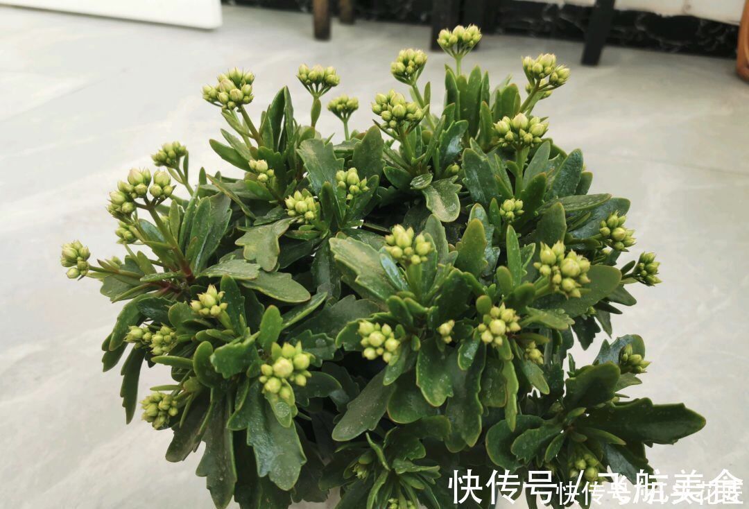 养了5年的长寿花“老桩”快开花了，总结4点经验，对你有用