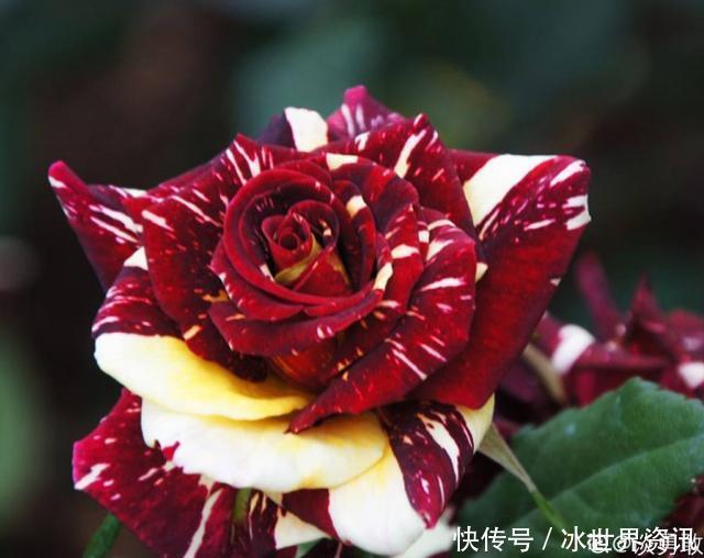 丰花月季|6种冷门月季,看一眼就中“毒”,没养的人都后悔了!