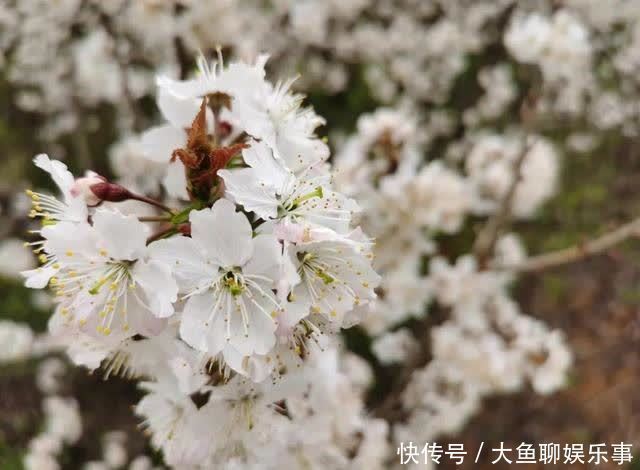 “云”赏花！镇宁李花樱花醉游客