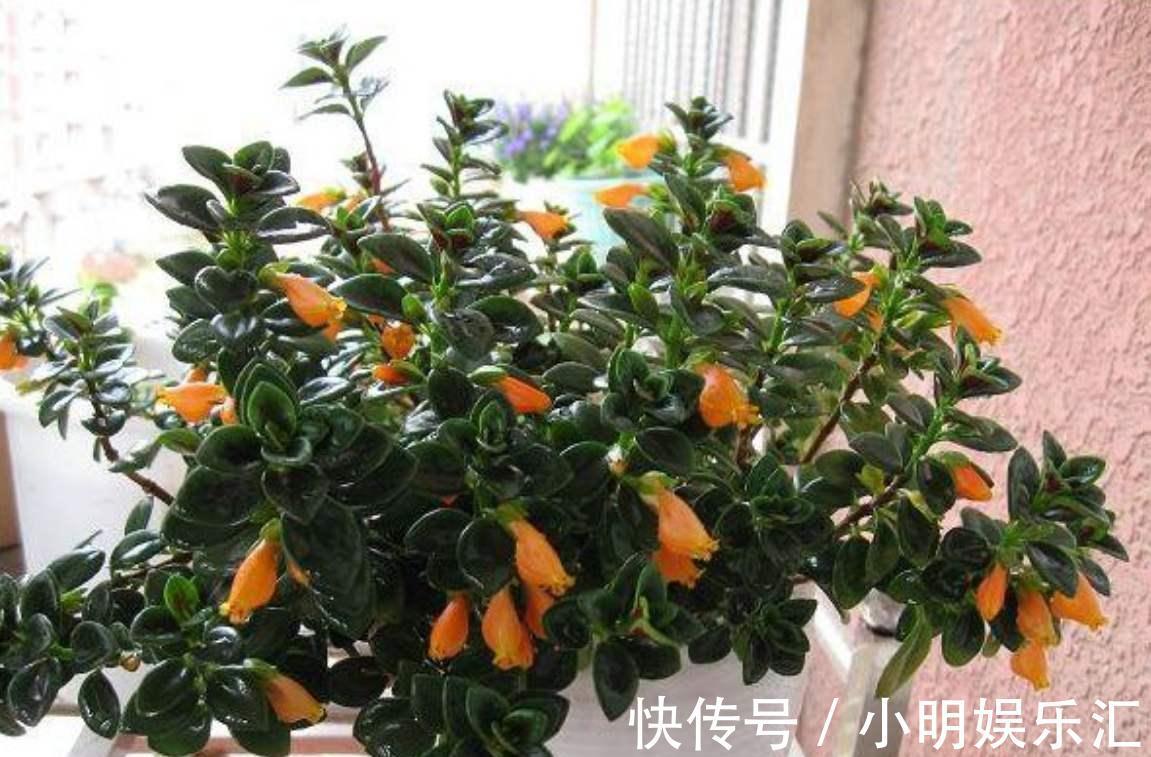 5种“金字花”,富贵招财有“好兆头”,当成年宵花,吉利又旺家