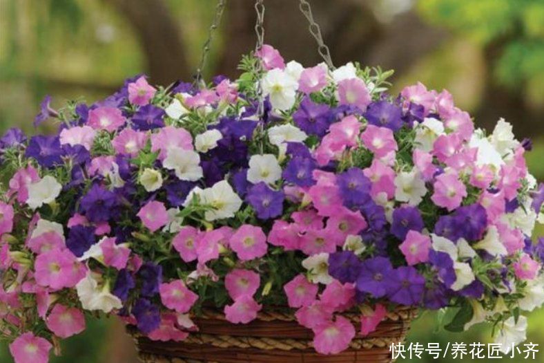 家中养着这6种花，春季花期别缺肥，这样才能持续开不停