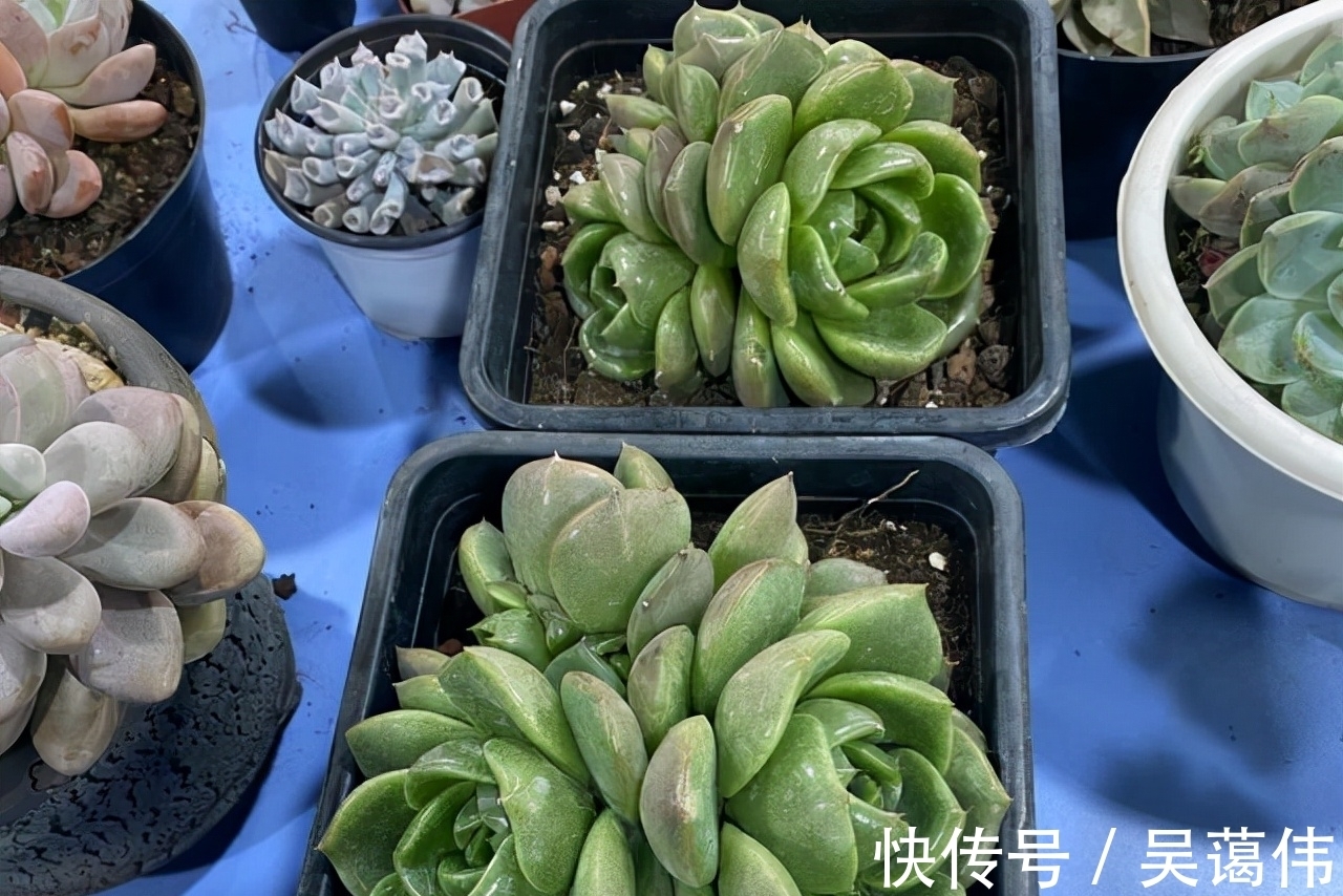 东云系多肉中的6匹黑马,都很漂亮,最后2款太贵了,再喜欢也等等