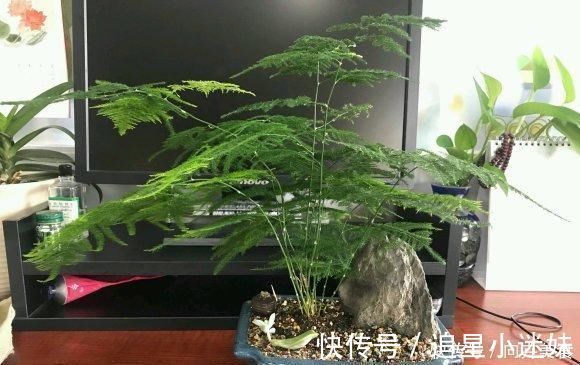 二氧化硫|养盆最高雅的文竹，放在卧室里，每天喷点水，四季不黄叶