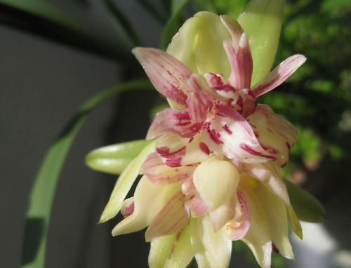 富山奇碟|此兰被誉为多瓣奇花经典之首，花中有花，簇拥开放，便宜还好养