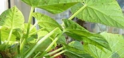 叶子|花卉盆栽喝点酒,不黄叶、不烂根,越长越旺,叶子绿、开花多