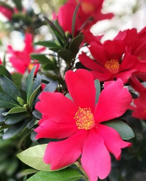  简单|它是一款四季花开不断的茶花，花色艳丽，养护简单，月月都能开花