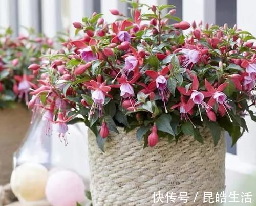 吊钟海棠|能摆放在案台上,也能吊起来养,这种花鲜艳有“仙气”