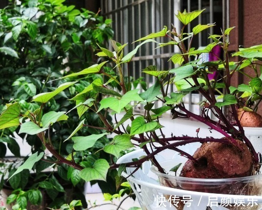 营养成分|食物发芽后有剧毒不能吃有些不仅能吃,营养价值还会变高