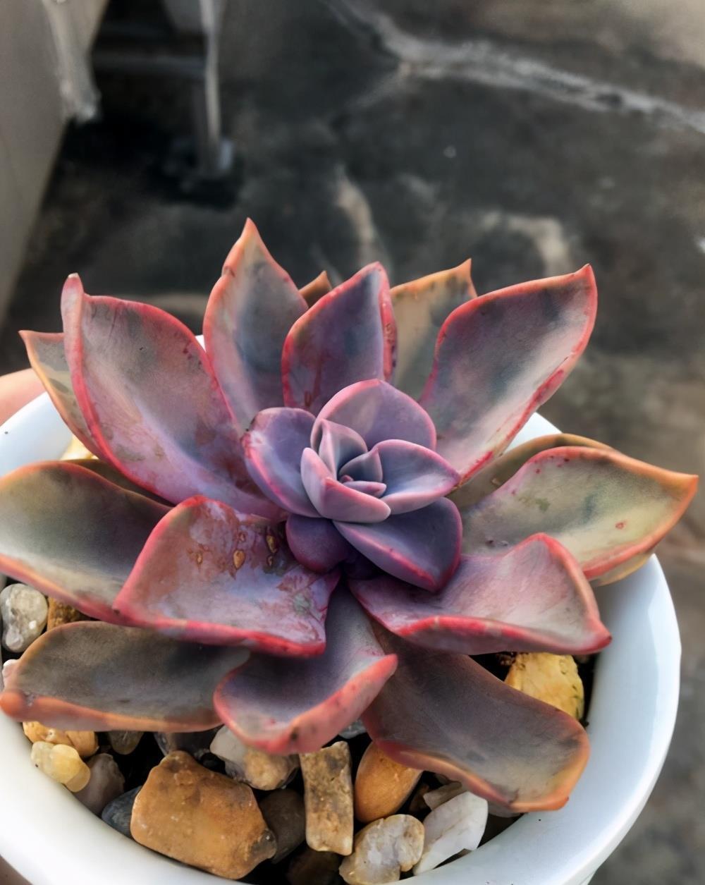 多肉养护专场,6种常见的多肉养护技巧,分享给你