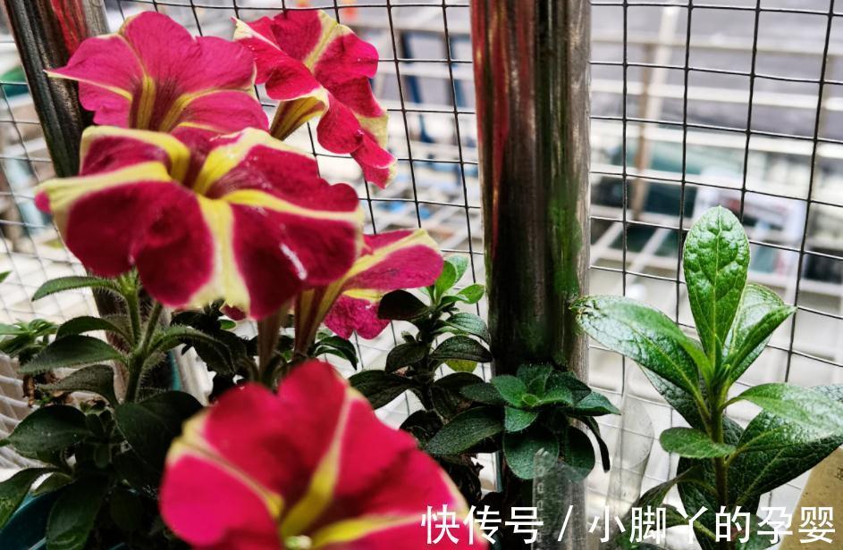 花草盆栽过冬难,该怎么办?从这3个方面下手,先养根