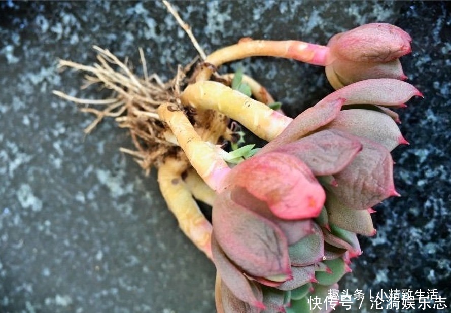多肉|不喜水的多肉,却可以水培2种操作方法,肉肉照样出状态
