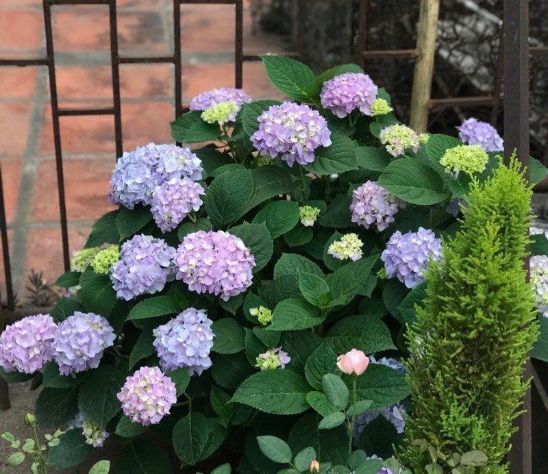 夏季|绣球花凋谢了之后,做好“3步”,来年花球更大,花开爆