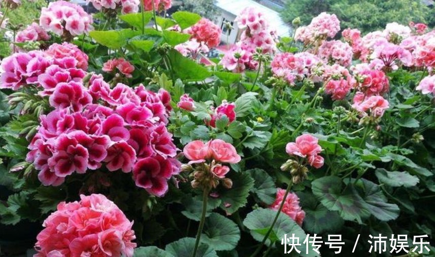 10种天竺葵,花色鲜艳,颜色丰富,每种都超美,你养过几种