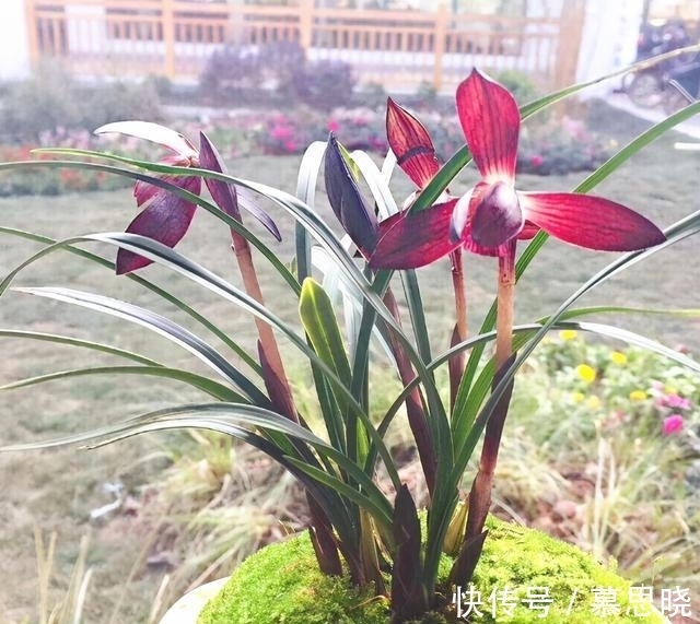 此兰,花色堪称“顶级”,甜香四溢,曾多次获奖,美得移不开眼!