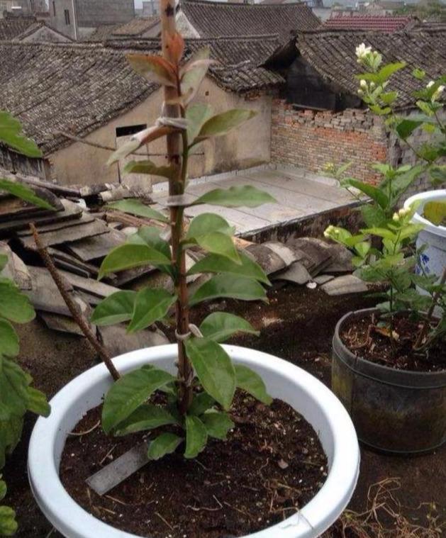 用它嫁接蟹爪兰真是太好了,易操作生长快,当年开花,两年爆满