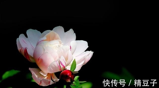 红绳|7月底，盼你归，盼爱回，桃花迎旧缘，喜鹊系红绳，余生再不离分