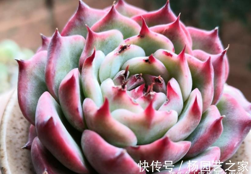 吉娃娃|宝藏多肉吉娃娃,有很多优点可以挖掘,夏天直接扔外面纯露养都行