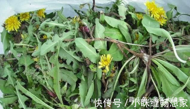 蒲公英根|蒲公英泡水喝,是用叶子还是用根茎中医给出回答,受教了