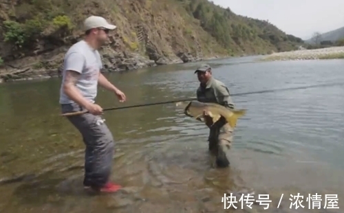钓鱼|山中意外钓获大鱼,体型像草鱼但鱼鳞金灿灿的,什么鱼?