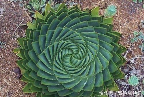  芦荟中|一盆芦荟1万多，一棵能长50年，越老越值钱，你见过芦荟女王吗