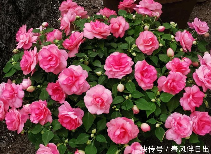 最香的“4种花”,好养又漂亮,花香醉人,一养就上瘾