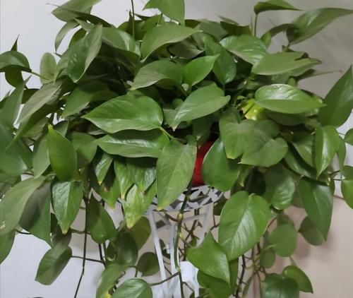  服盆|新买的花，4件事别做错，否则不易服盆，难养活