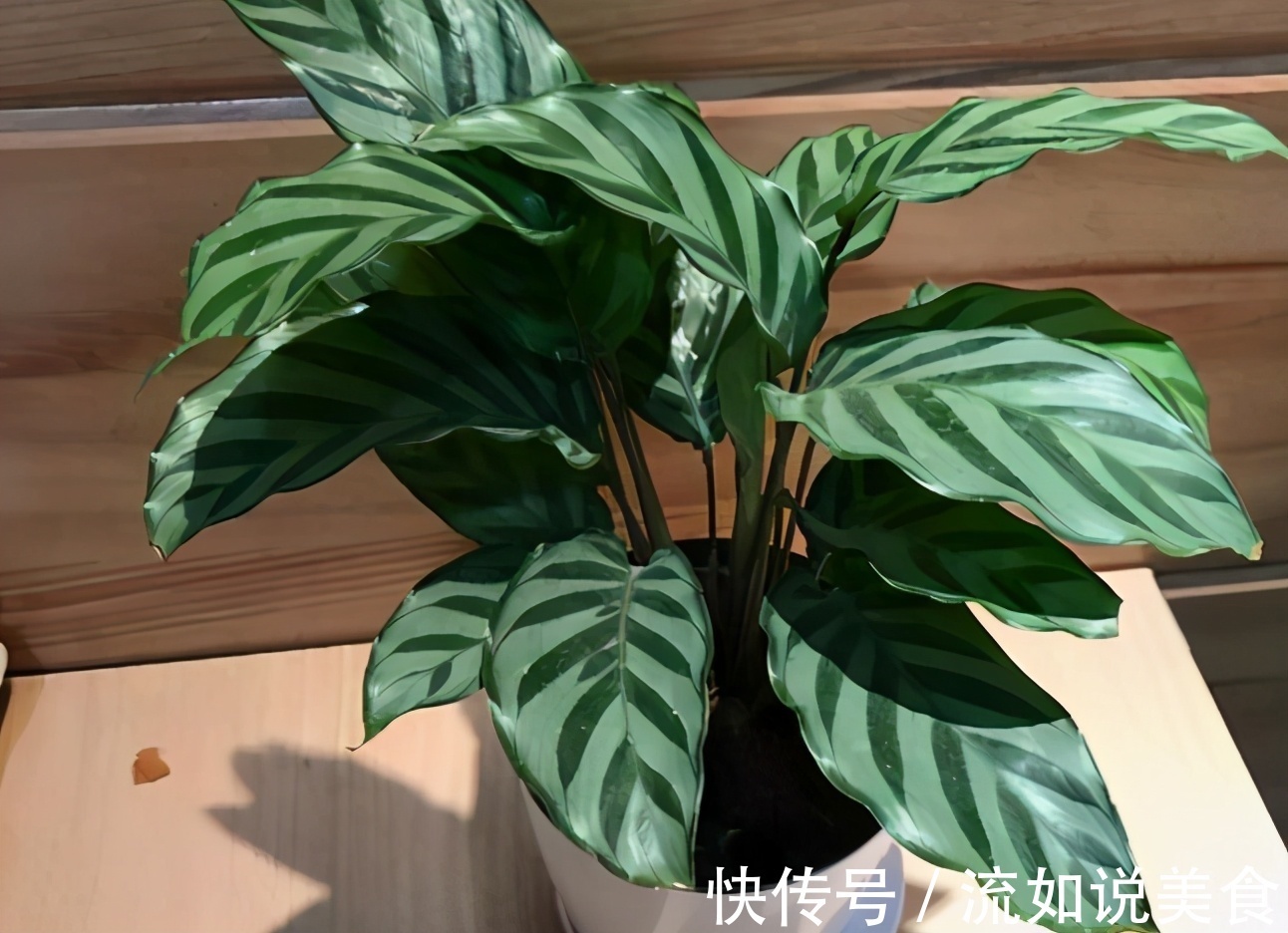 香蕉作为水果太寻常，但皮却是养花的好东西！