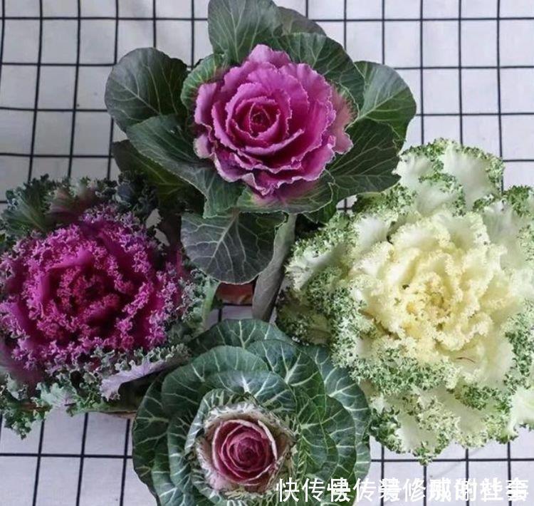 养花就养这几款,名字好听,开更美,开花漂亮上档次!