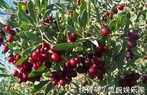 瘦身|秋季养生,推荐的食物,排毒消脂,清理肠胃,营养又瘦身