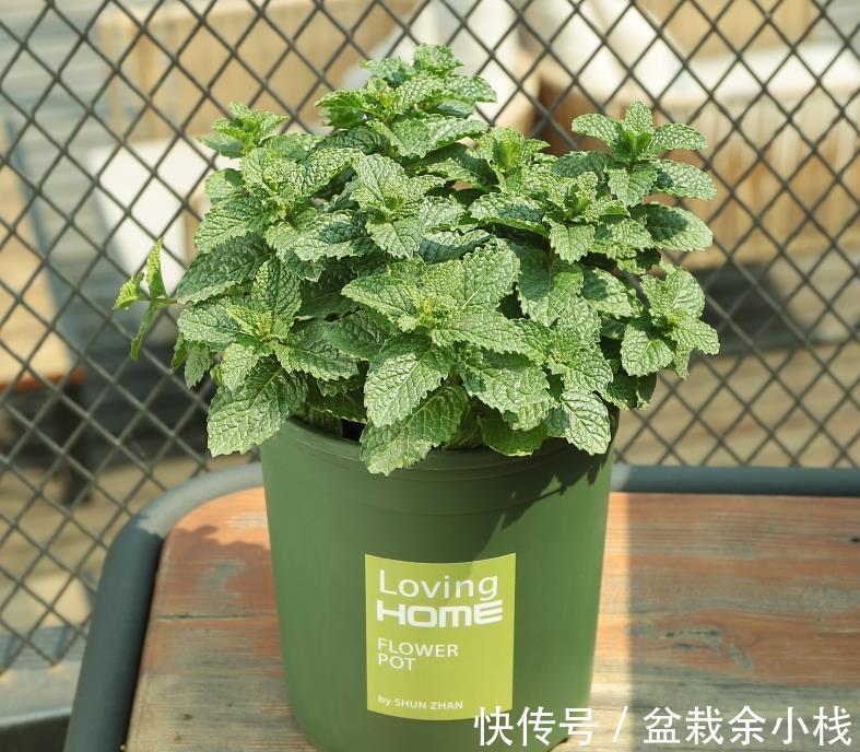 养成片|为什么薄荷值得养？价格低、成活率高，新人栽种轻松养成片