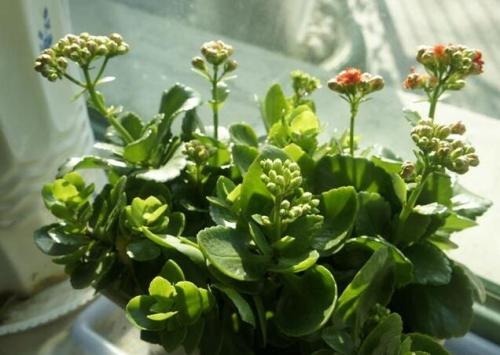 长寿花徒长不开花给你支一招,分分钟美回来!