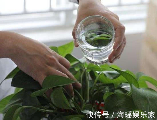 关键|想要绿萝、吊兰长得绿油油,爆成绿瀑布,做好关键这点就够了!