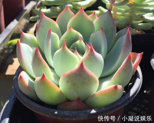 妙招|多肉林赛怎么养更紧凑教你3个小妙招,养出叶片红润饱满的林赛