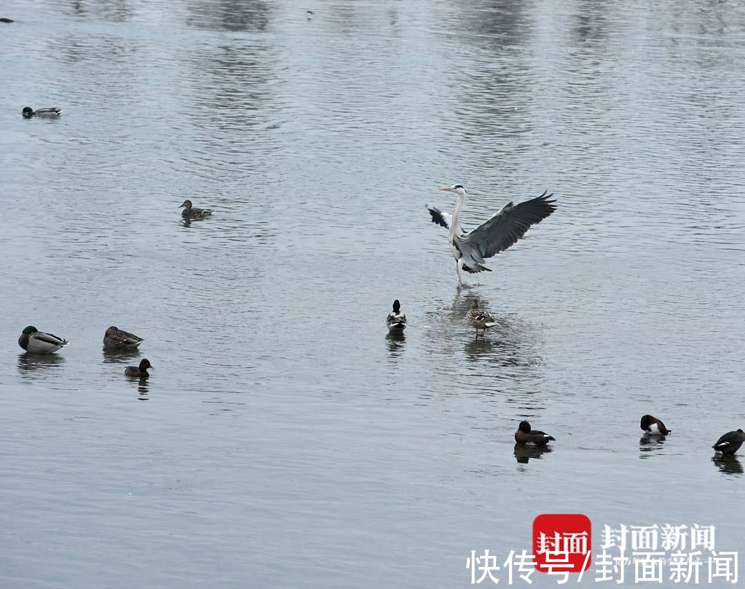 新闻记者|春暖鸟归水鸭成群 成都市民手机就能拍出大片