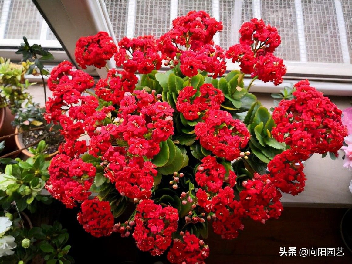 长寿花开花少，就是没施肥，用大肥，暴晒太阳，花苞开满盆